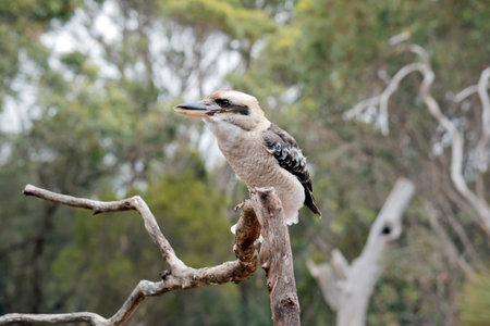 the laughing kookaburra is brown, white and blue bird with a loud callの写真素材