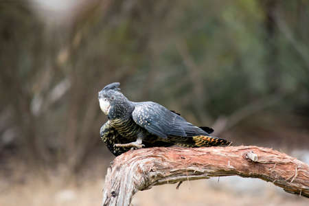 the female red tailed black cockatoo is walking on a perchの写真素材