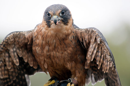 the Pacific baza is stretching his wings while eating its prey