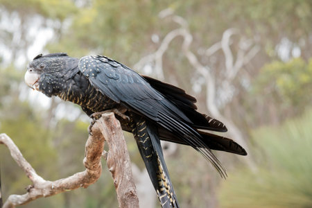 the female red tailed black cockatoo is  on a perchの写真素材