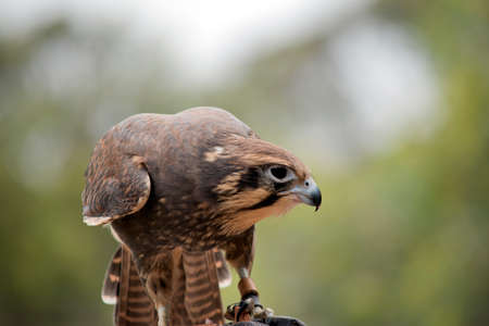 the brown falcon is brown and cream with a black beakの写真素材