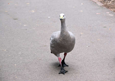 the cape barren goose is a large grey goose with a yellow beak and white forheadの写真素材