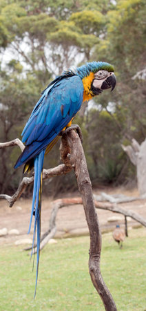this is a side view of a blue and gold macaw