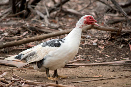the Muscovy ducki has red lesions on its faceの写真素材
