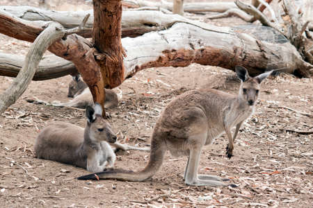 the mother western kangaroo is watching her joeyの写真素材
