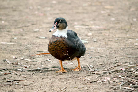 the duck has a brown head white neck and brown bodyの写真素材