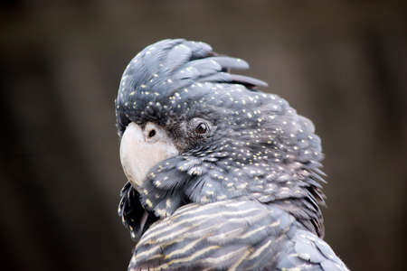 this is a female red tailed black cockatooの写真素材
