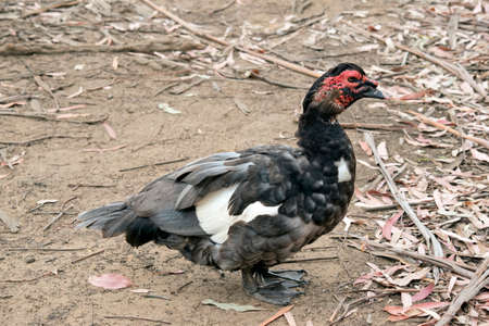 the Muscovy ducki has red lesions on its faceの写真素材