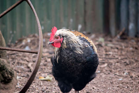 the rooster has a black body with tan feathers on its head and a red wattleの写真素材