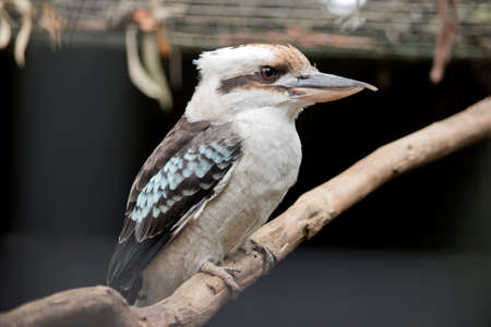 this is a side view of a laughing kookaburraの写真素材