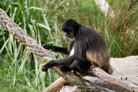 the spider monkey is eating green vegetables