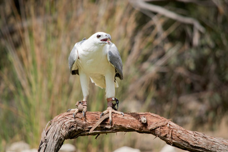 the sea eagle is perched on a tree branch