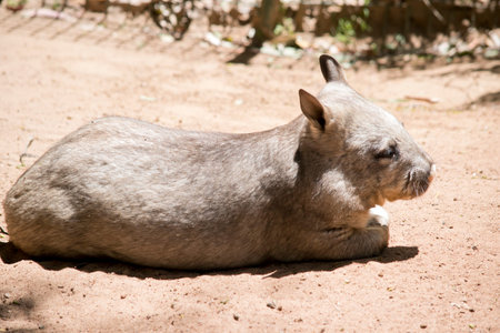 the wombat is resting on the ground resting