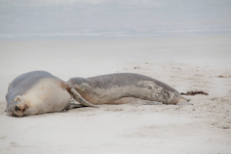 the sea lion pup is suckling from its mother