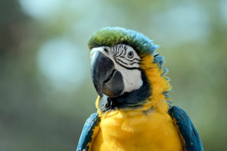 The blue-and-yellow macaw, also known as the blue-and-gold macaw, is a large South American parrot...