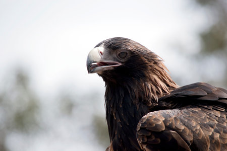 the wedge tailed eagle is a brown bird as he grows older his feathers darken to black. He is a large...