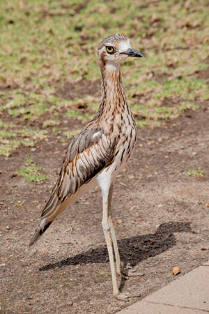 The Bush Stone-curlew, or Bush Thick-knee, is a large, slim, mainly nocturnal, ground-dwelling bird. It is mostly grey-brown above, streaked with black and rufous. It is whitish below with clear, vertical black streaks.の写真素材