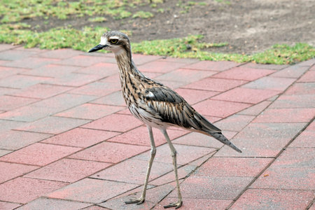 the bush stone curlew is mostly grey-brown above, streaked with black and white with a black beak...