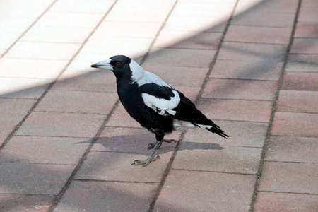 this is a side view of a magpie walking on a patioの写真素材