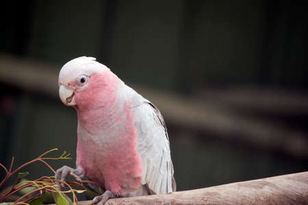 the galah is a pink and white birdの写真素材