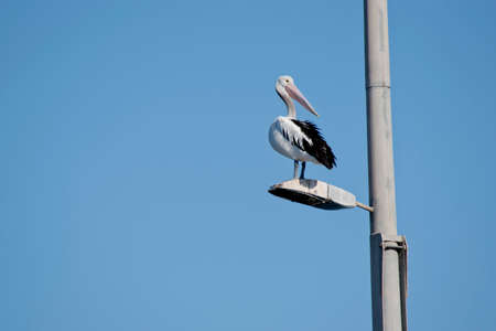 the pelican is characterized by a long beak and a large throat pouch used for catching prey and draining water from the scooped-up contents before swallowingの写真素材