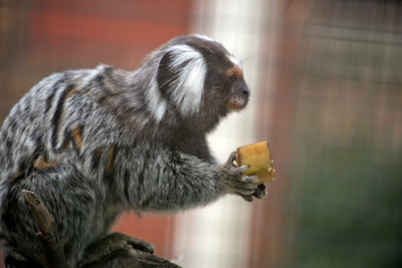 this is a side view of a common marmoset