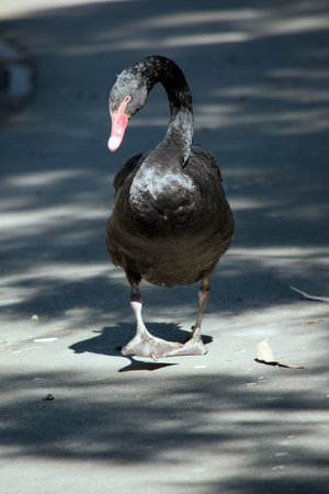 the black swan is a black water bird with a red beak and white stripeの写真素材