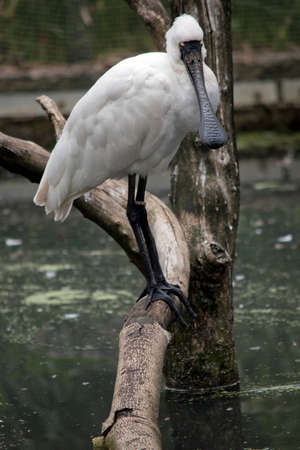 the royal spoonbill is a tall bird with a white body and black legs and bill in the shape of a spoonの写真素材