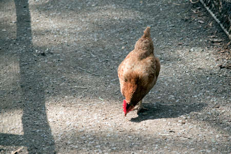 the rooster has a red comb and orange feathersの写真素材
