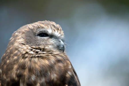 Boobook owls are the smallest of the Australian owl speciesの写真素材