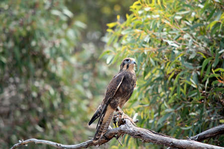the brown falcon has dark marks below and behind its eye, its body is brown with some whiteの写真素材