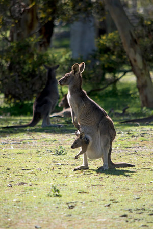 the western grey kangaroo and joey are  mainly brown with a white chest