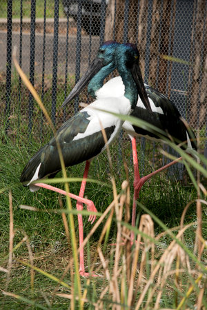 there are a male and female black necked storkの写真素材