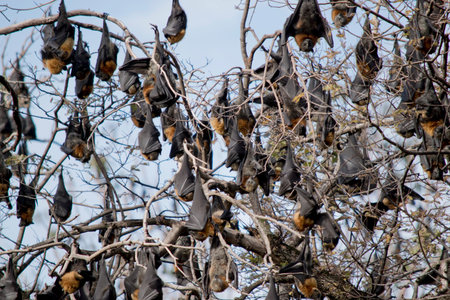 fruit bats have a brown furry head and body and black wings
