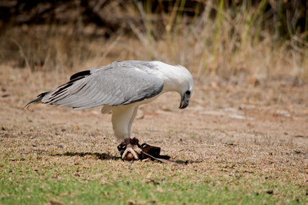 this is a side view of a sea eagle holding a brown egg