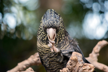 the female black cockatoo has a black body with yellow spots and a red tail with a cream beak