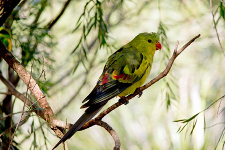 the regent parrot has an orange beak and green body with red and blue on its feathers