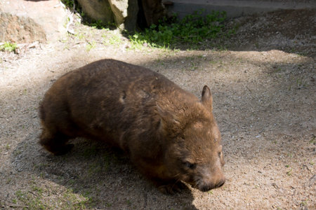 the wombat is a marsupial that lives in burrows under the ground during the day