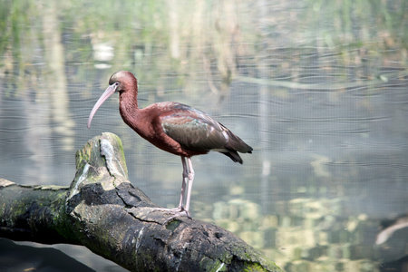 the glossy ibis is a Large, long-legged wading bird with a football-shaped body and a long curved...