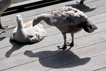 the cape barren goslings are resting of the pierの写真素材