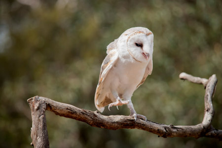 the barn owl is perched on a branch
