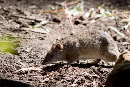 this is a side view of a bandicoot walking in a fieldの写真素材