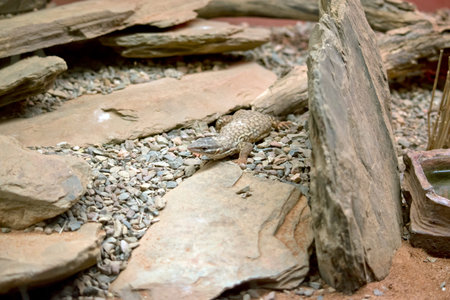 this is a young ridge tailed monitor lizard