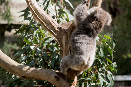 the koala is climbing down off a tree branchの写真素材