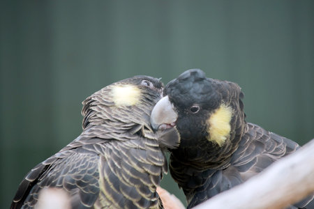 the yellow tailed black cockatoo has a yellow cheek  grey beak and black feathers that have yellow...