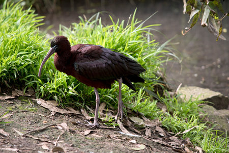 this is a side view of a glossy ibis