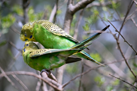 the two parakeets are mating in a tree