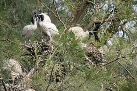 the mother ibis is feeding her young in their nestの写真素材