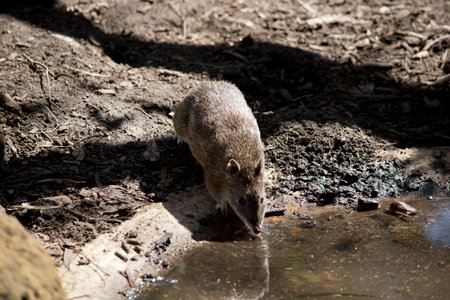 the bandicoot is drinking water from the pondの写真素材