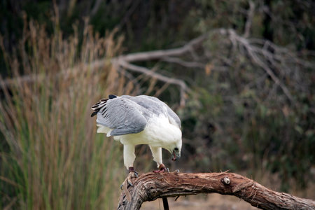 The white-bellied sea eagle also known as the white-breasted sea eagle. The sea eagle has a white...